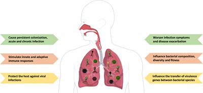 Frontiers | Insights Into The Role Of The Lung Virome During ...